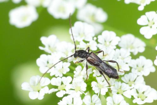 Glaphyra umbellatarum